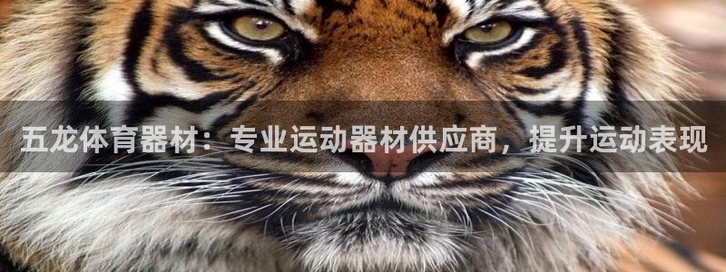 永韬星娱乐：五龙体育器材：专业运动器材供应商，提升运